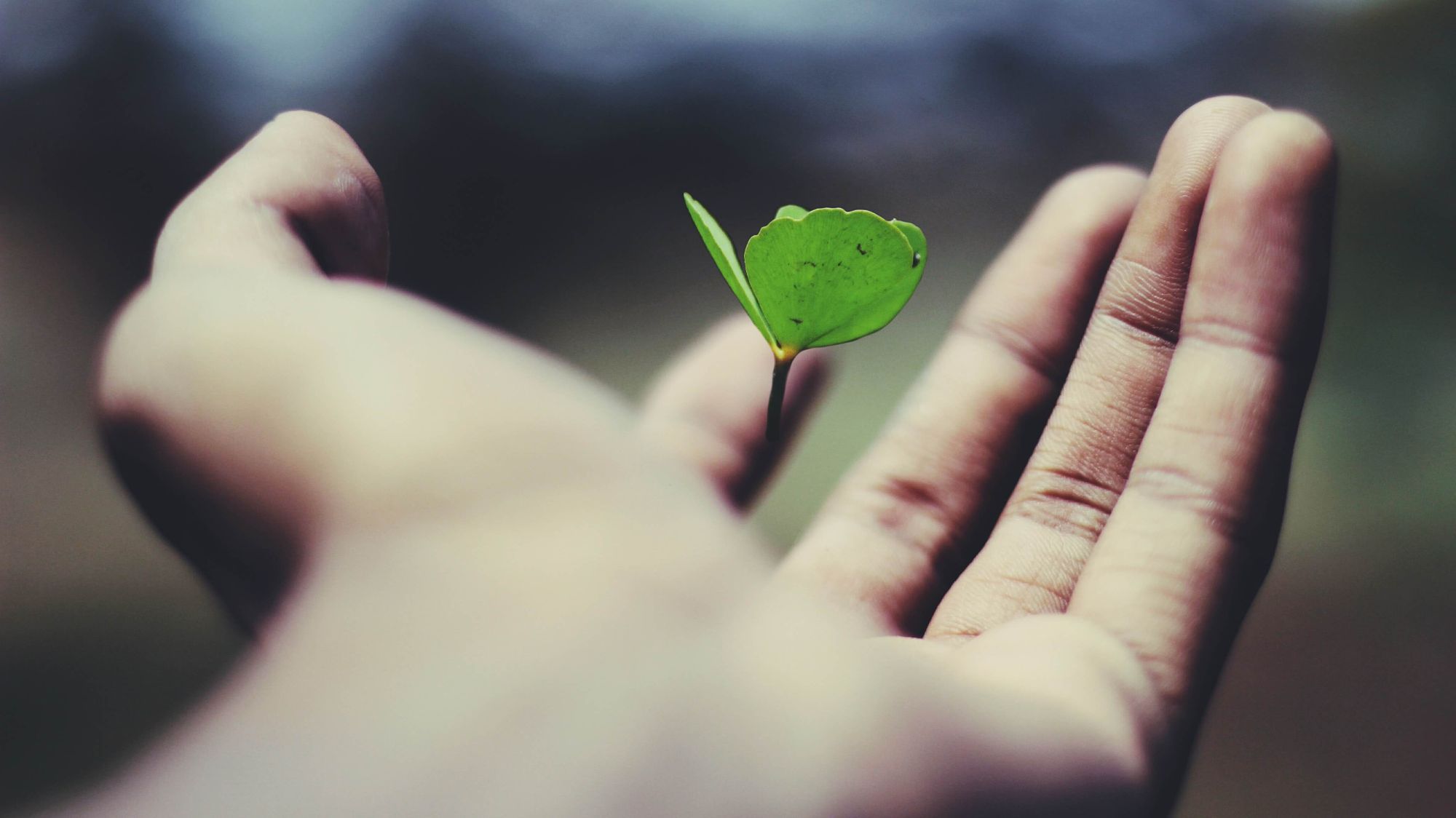 Open palm with a small plant cutting. 